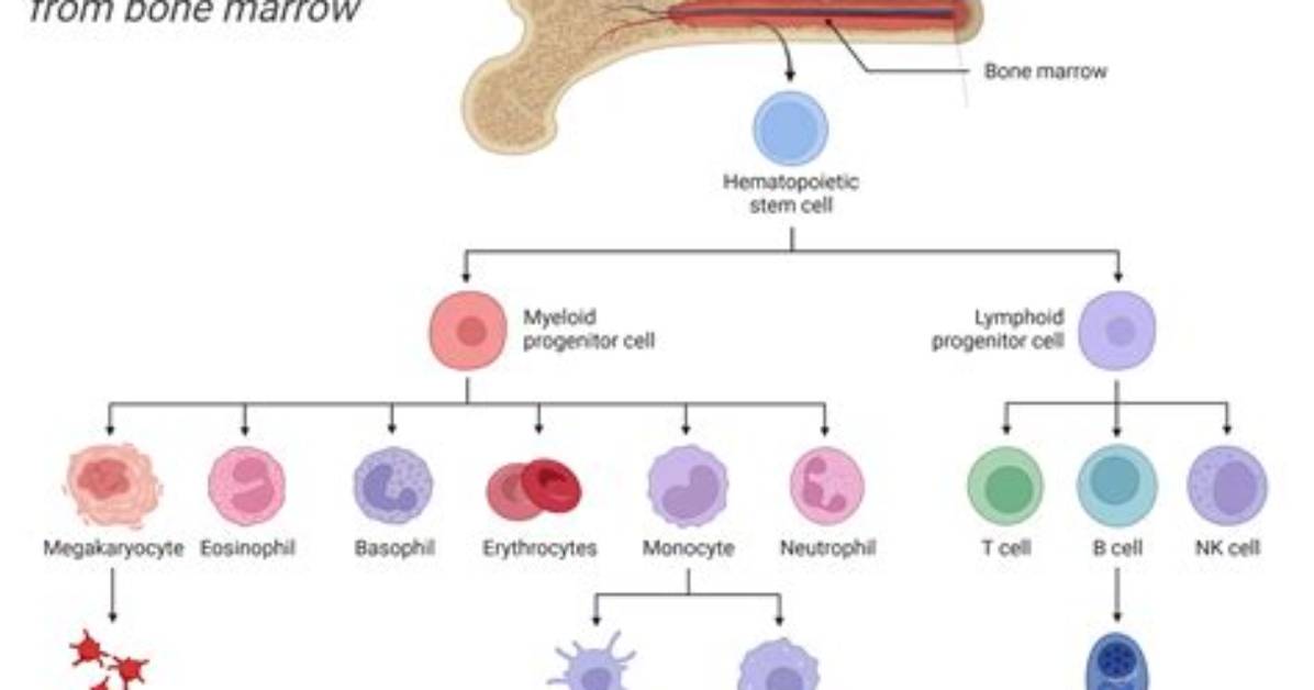 Is Bone Marrow Multipotent or Pluripotent?