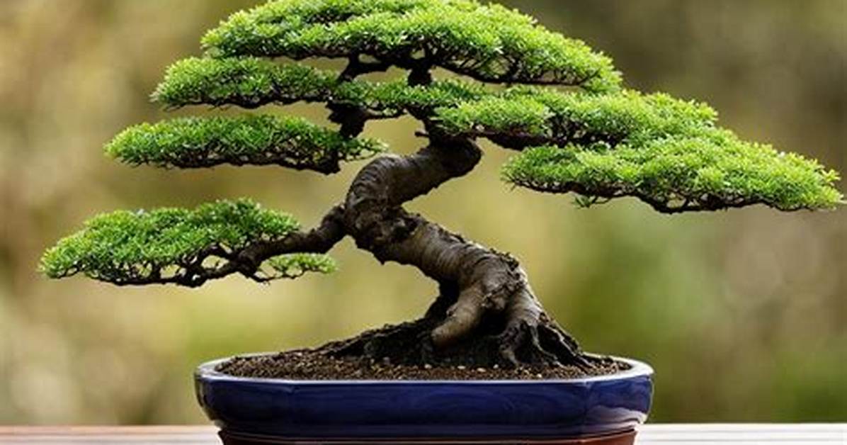 Is Bonsai Tree Chinese