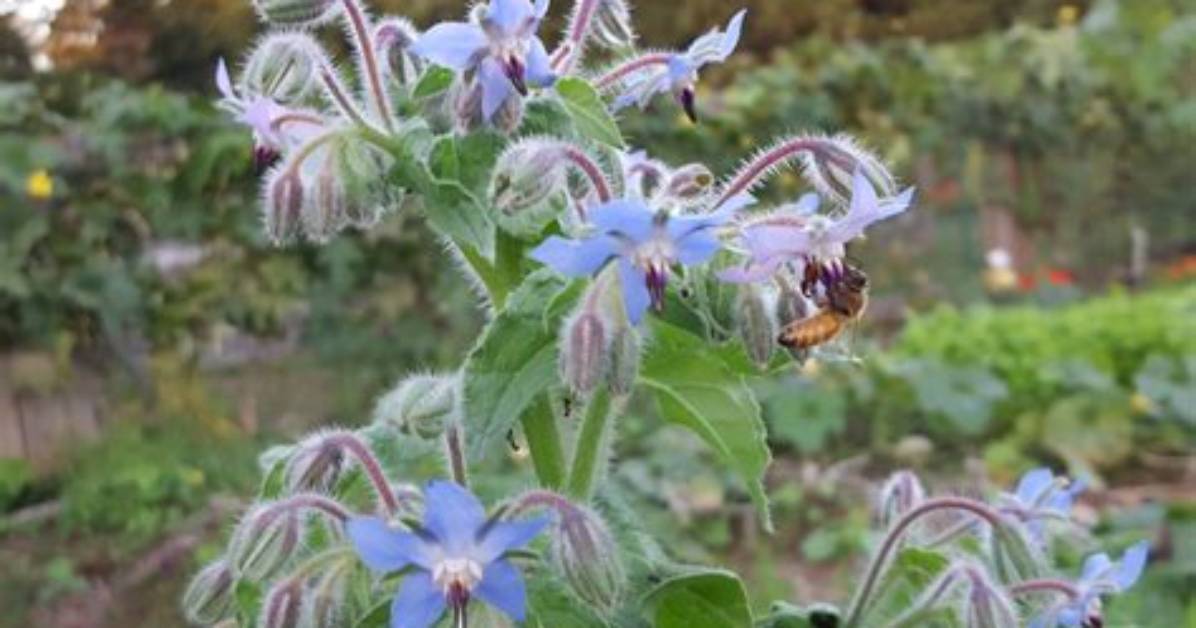 Is Borage Poisonous