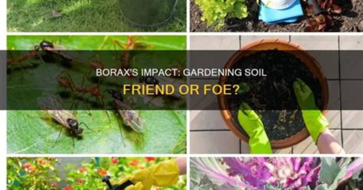 Is Borax Bad for Soil