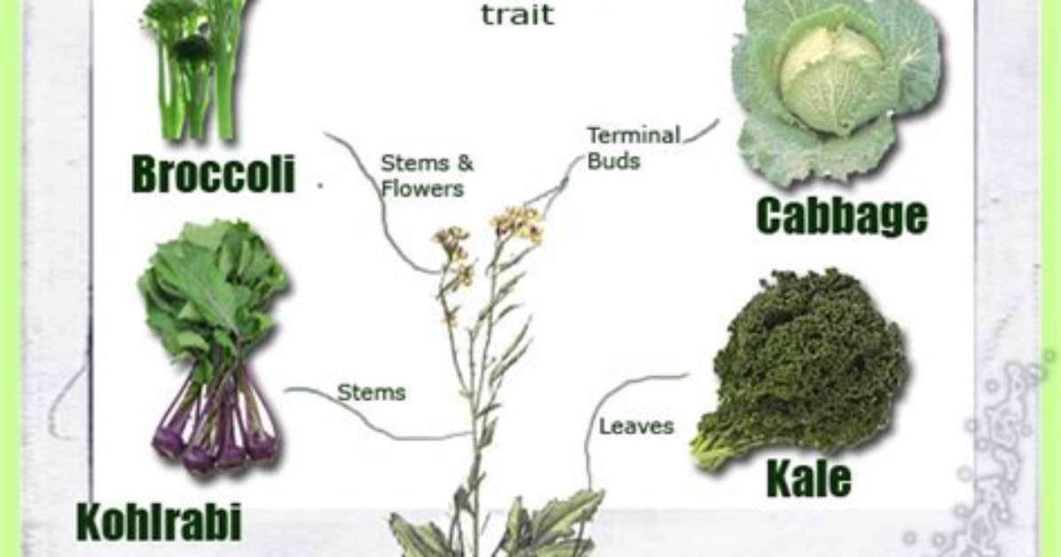 Is Brassicaceae and Cruciferae Same?