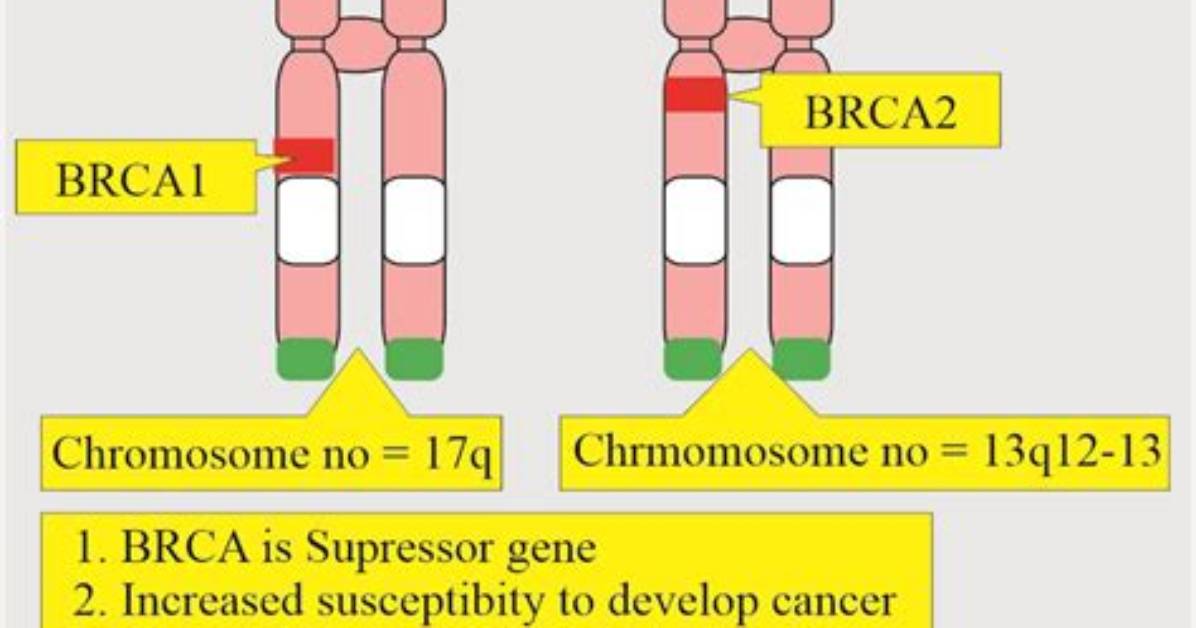 Is Brca2 an Oncogene
