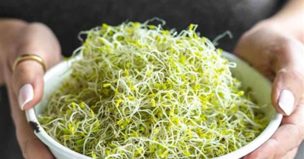 Is Broccoli a Sprout?