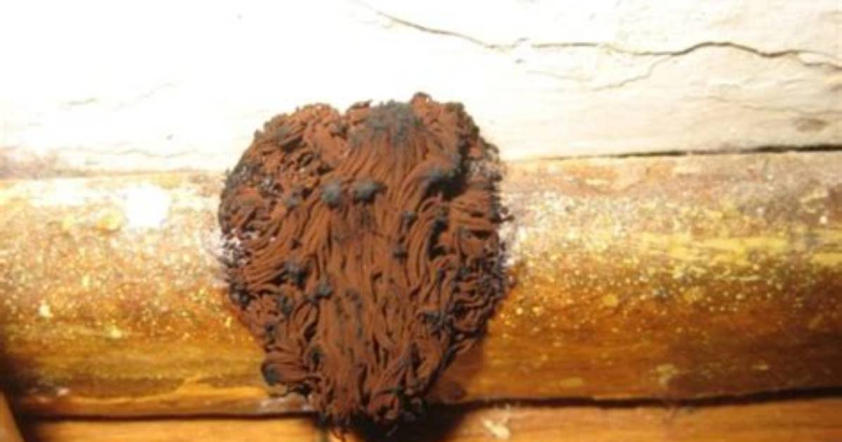 Is Brown Mold Harmful
