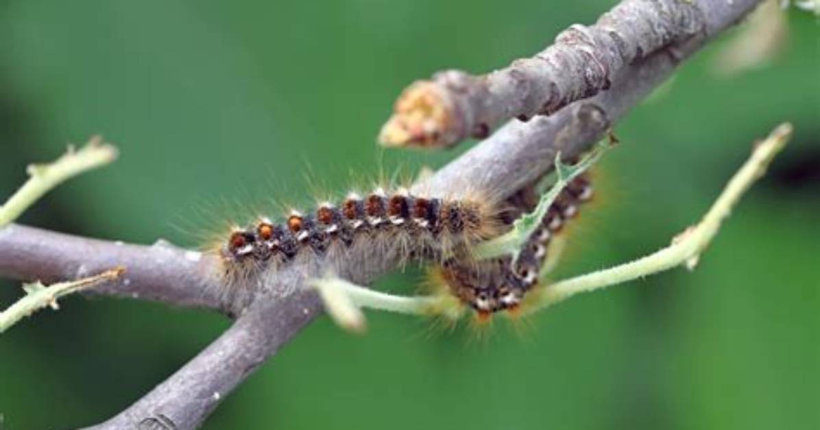 Is Browntail Moth Contagious?