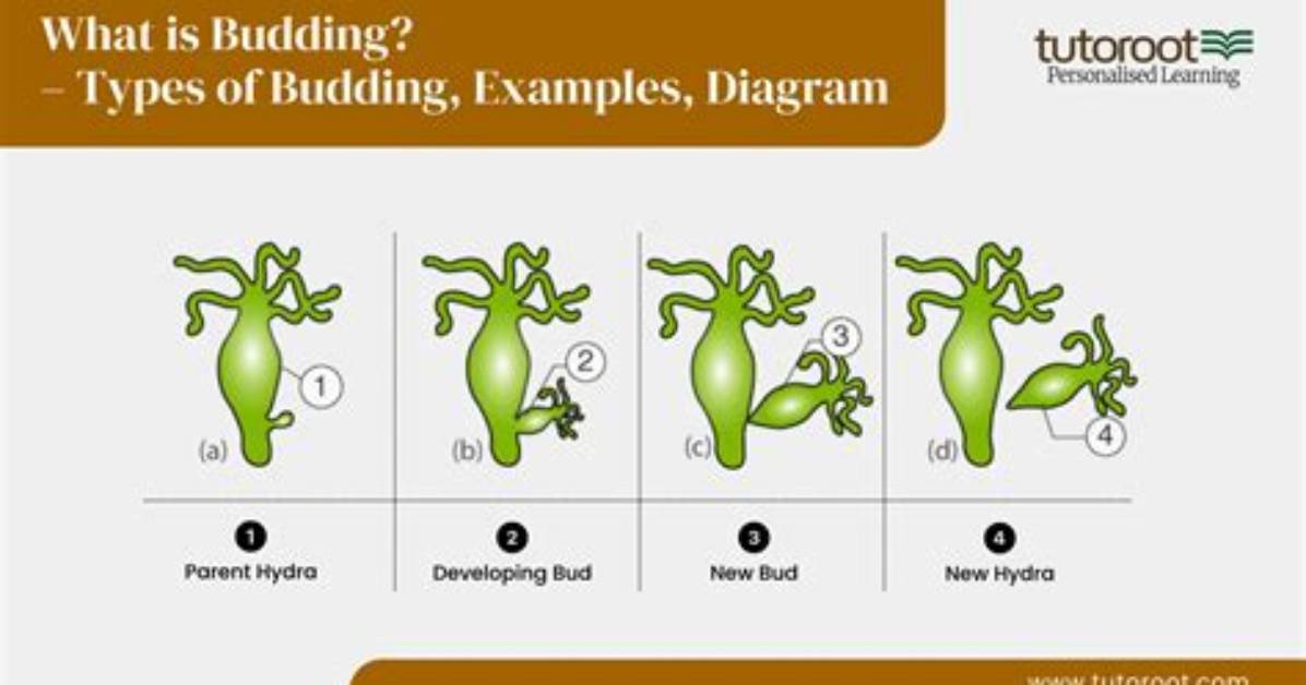 Is Budding an Adjective?