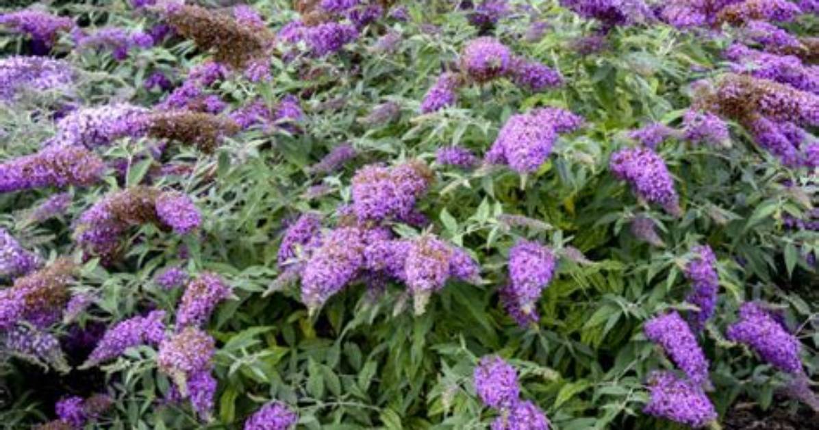Is Buddleia a Perennial?