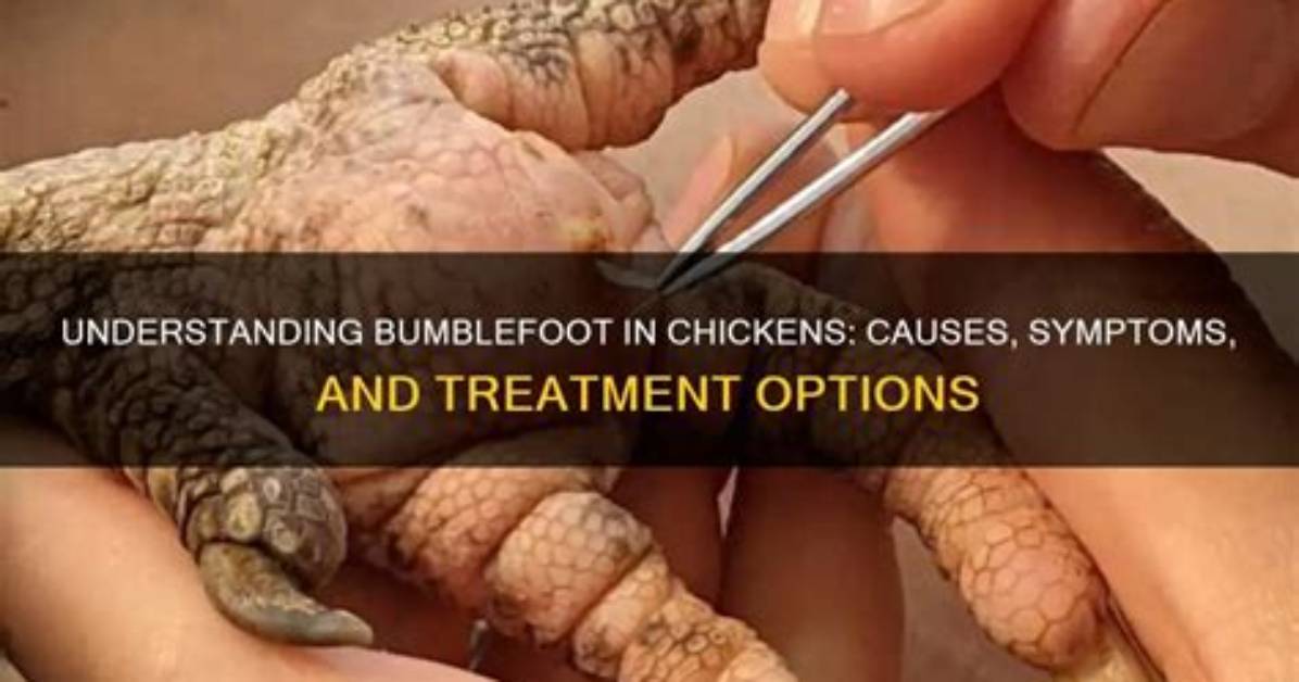 Is Bumblefoot Common
