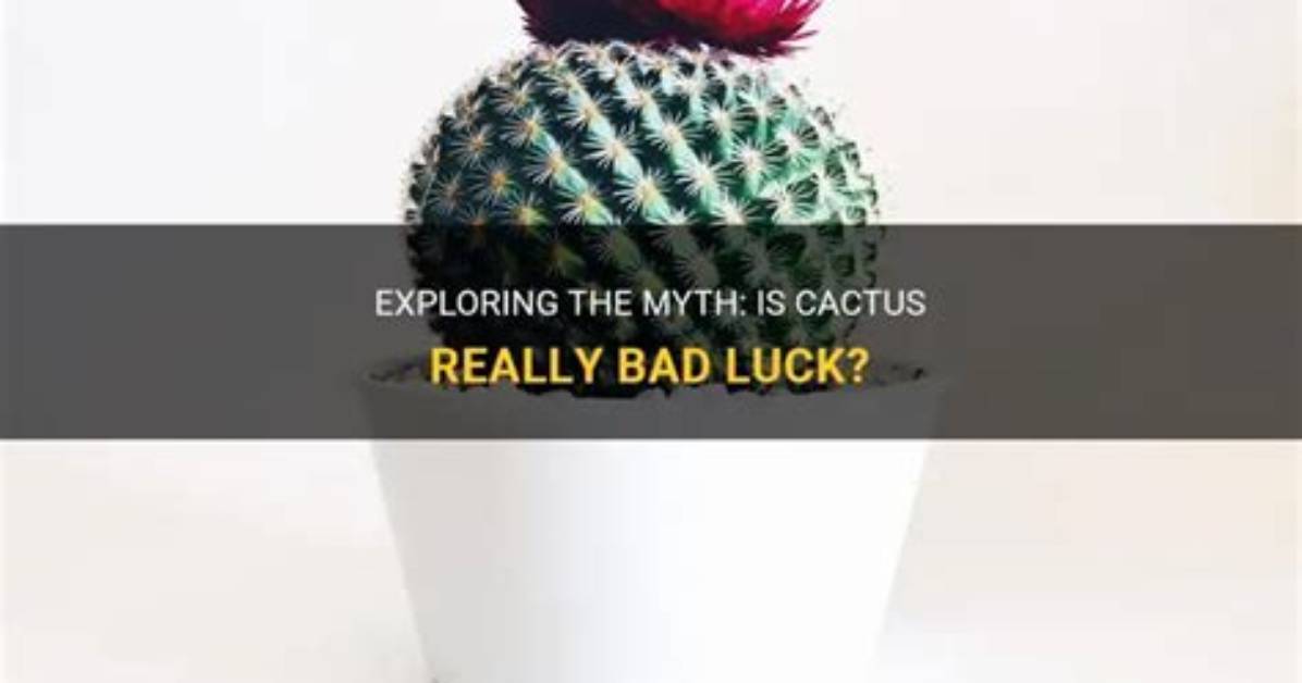 Is Cactus Bad Luck?