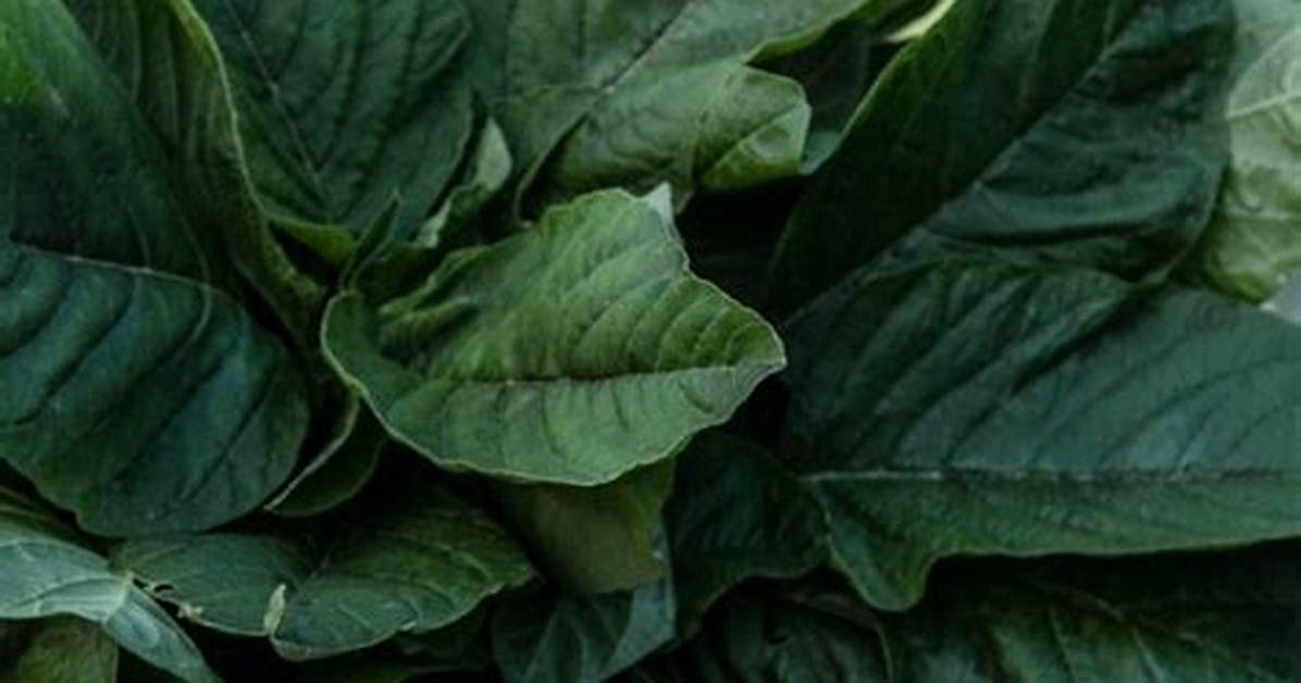 Is Callaloo an Amaranth? | Contextresponse. Com