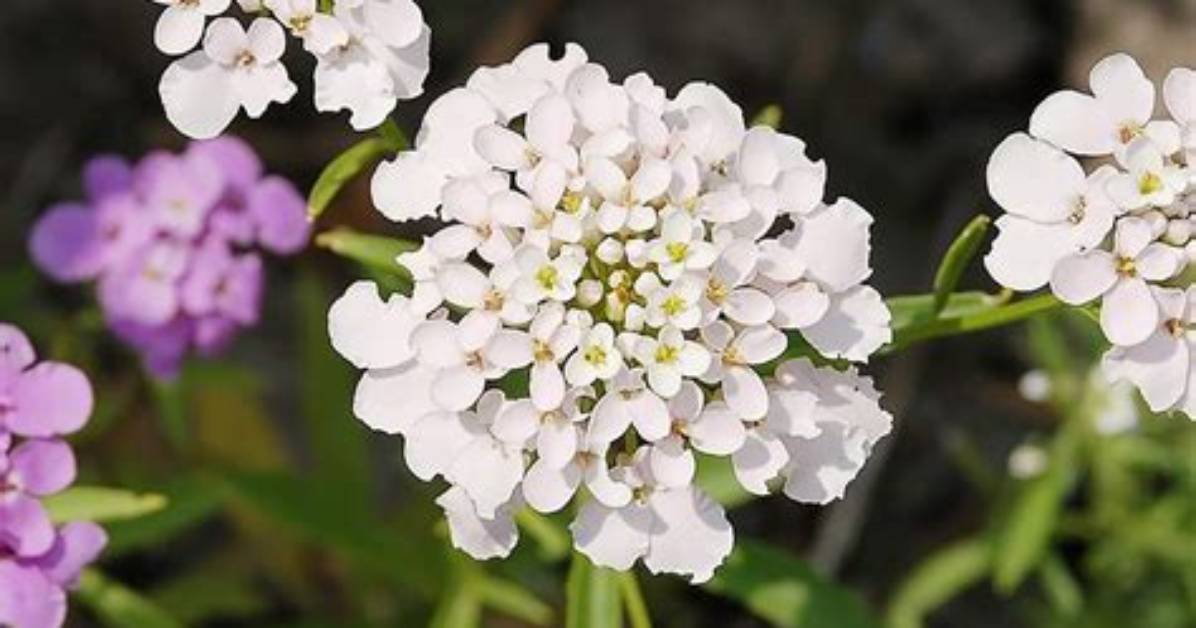Is Candytuft Rabbit Resistant?
