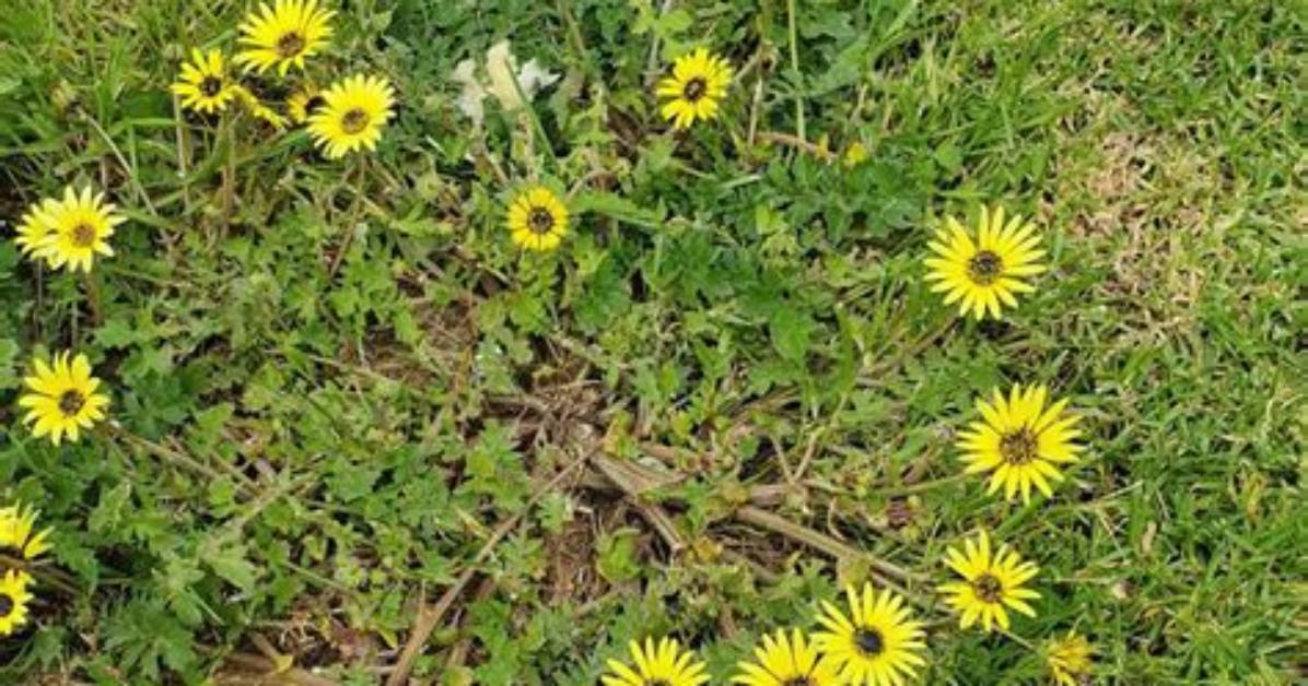 Is Capeweed an Annual?