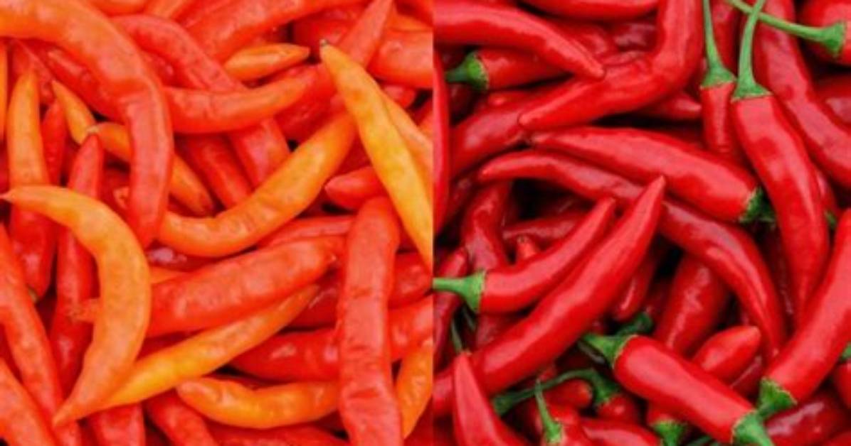 Is Capsicum the Same as Cayenne Pepper?