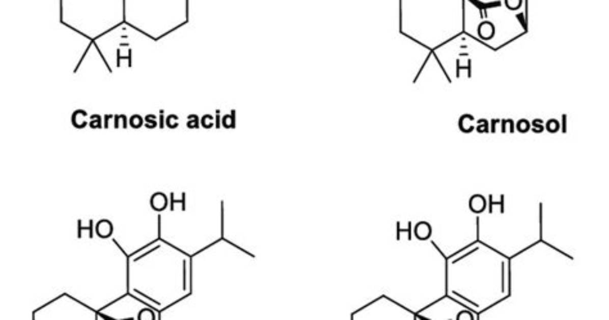 Is Carnosol a Phytochemical?