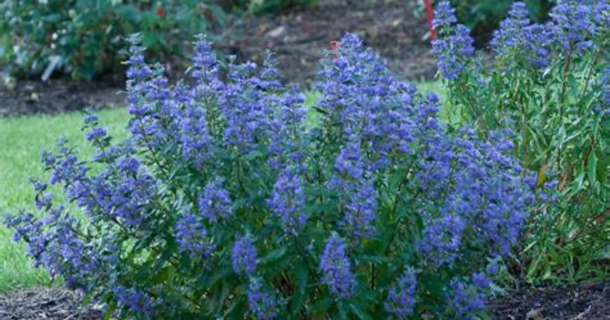 Is Caryopteris Evergreen
