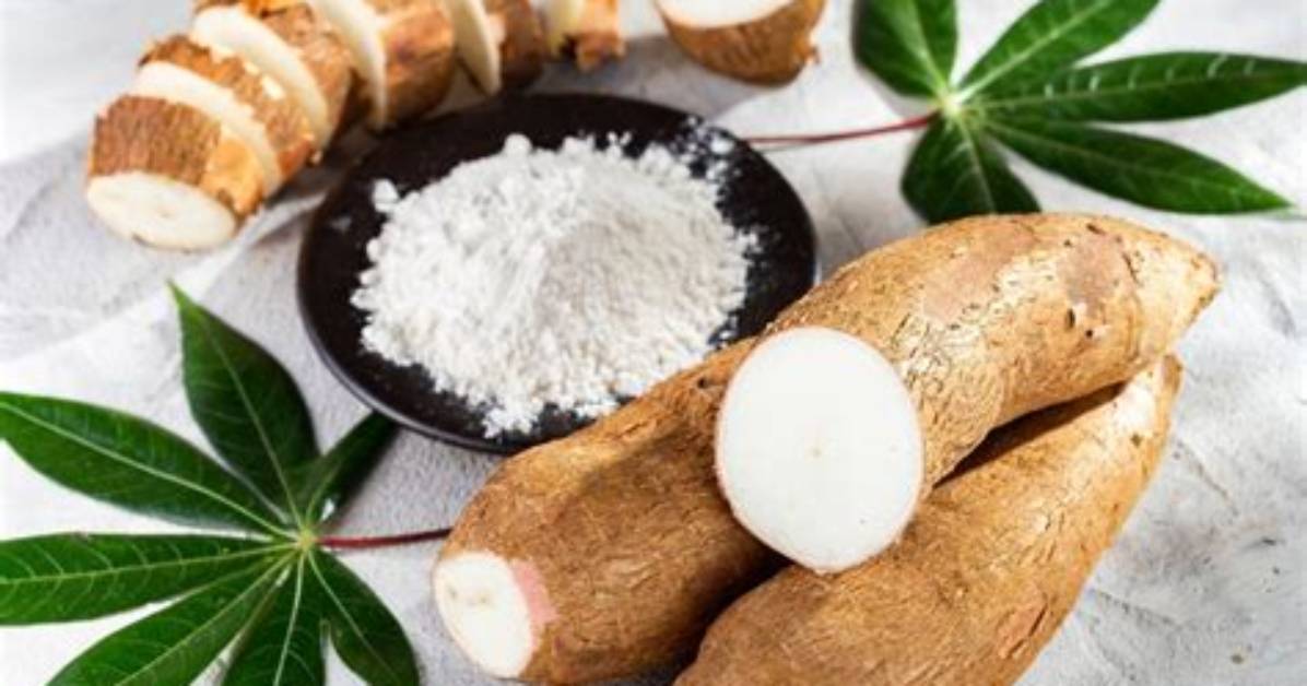 Is Cassava Carcinogenic