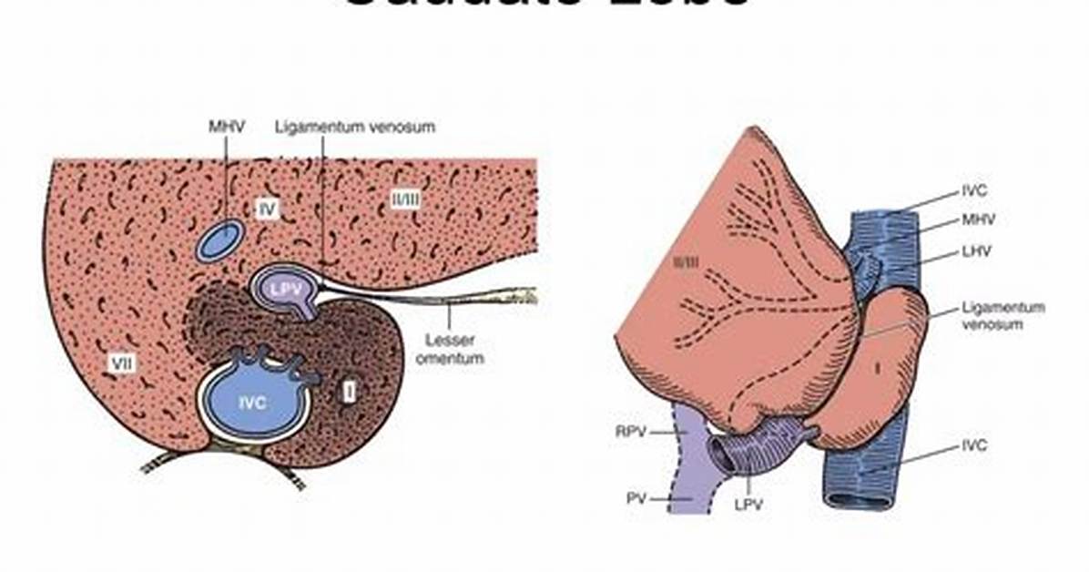 Is Caudate a Lobe?