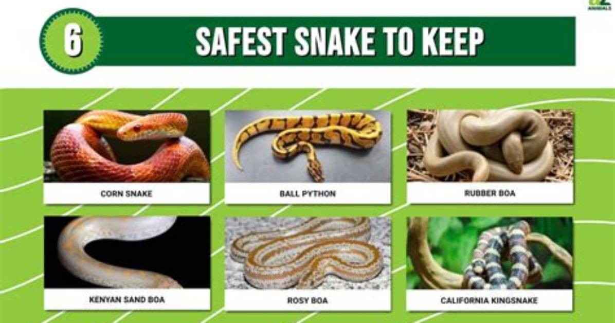 Is Cedar Safe for Snakes