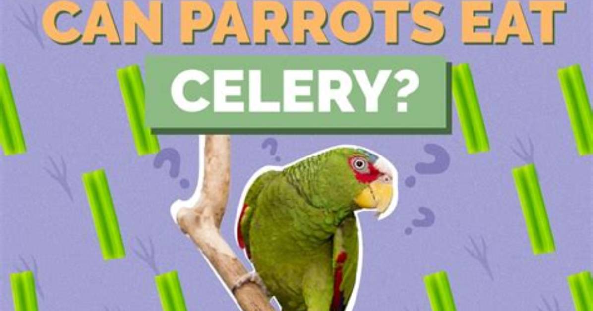 Is Celery Safe for Parrots