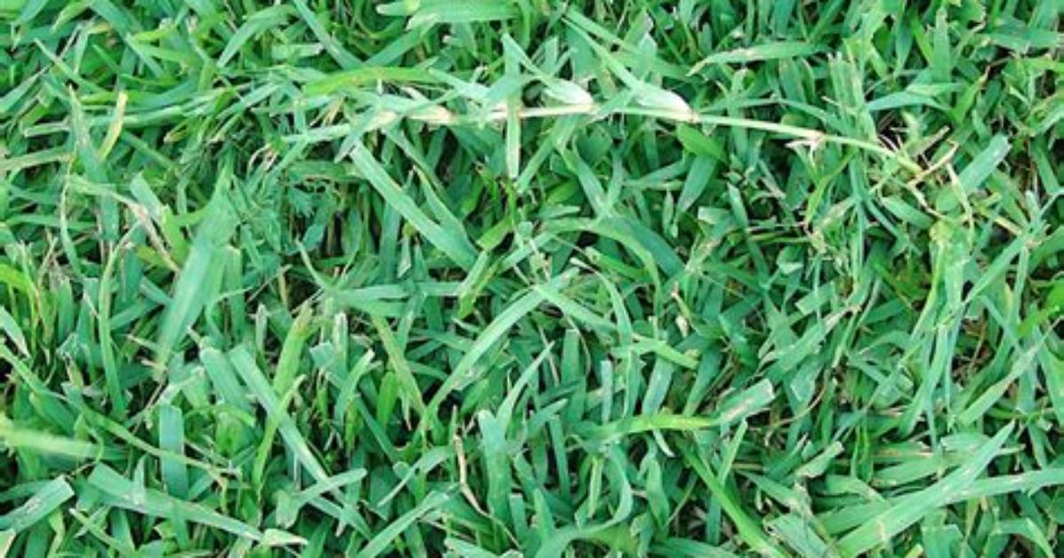 Is Centipede Grass Good