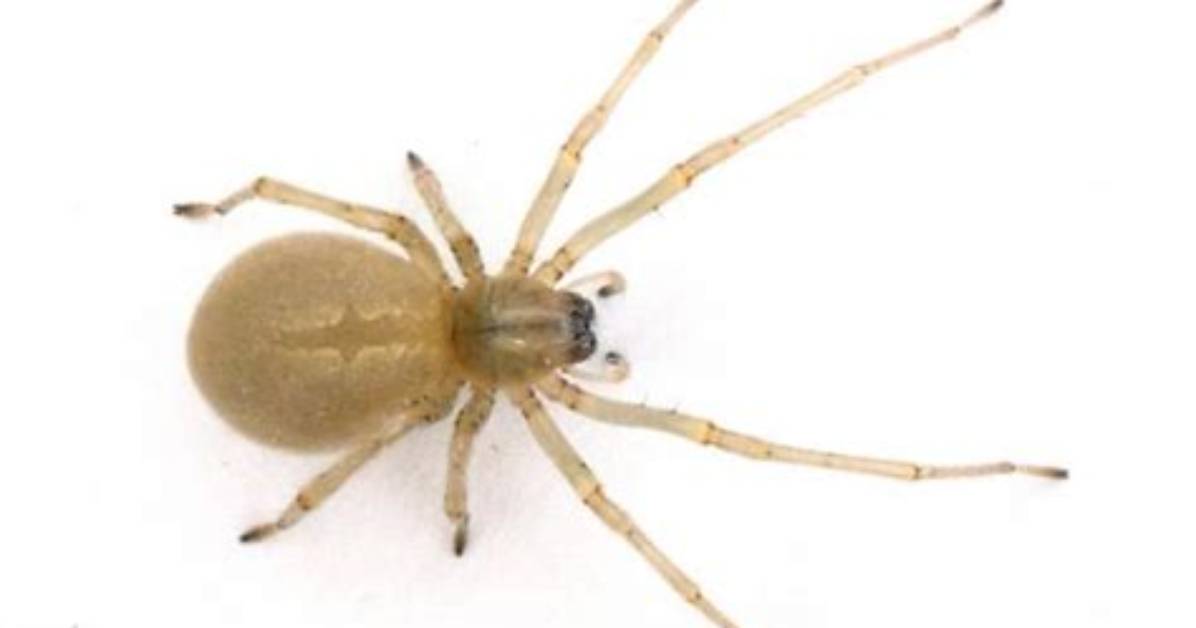 Is Cheiracanthium Mildei Poisonous?