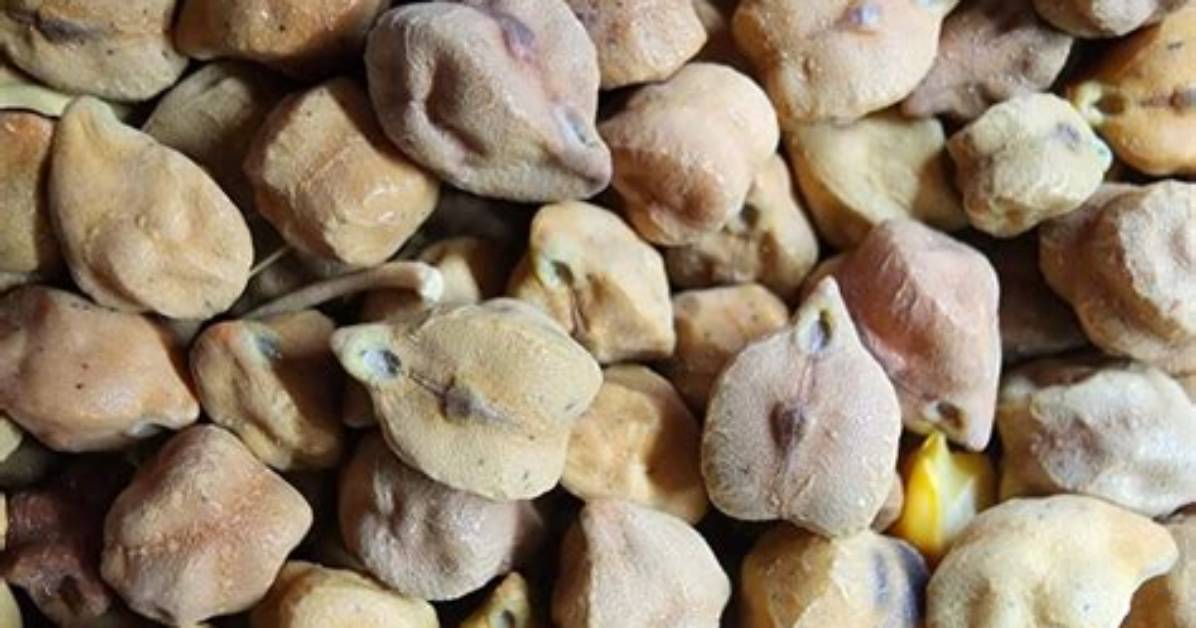 Is Chickpeas a Grain