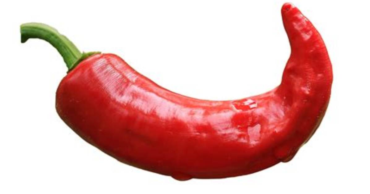 Is Chilli a Pepper?