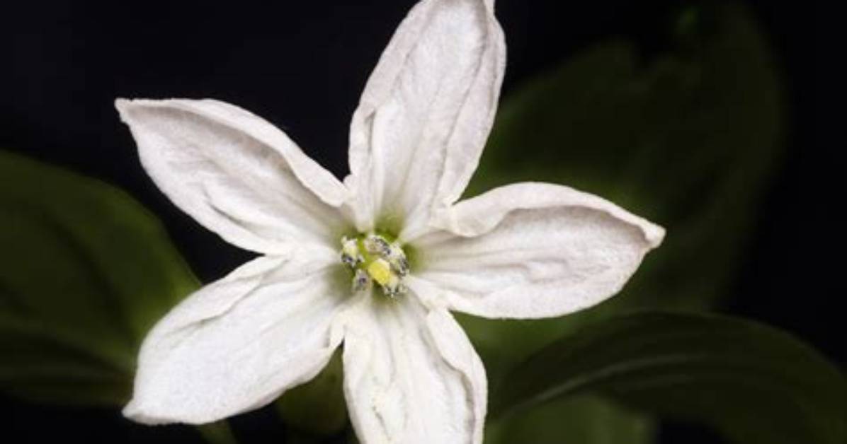 Is Chilli Actinomorphic Flower?
