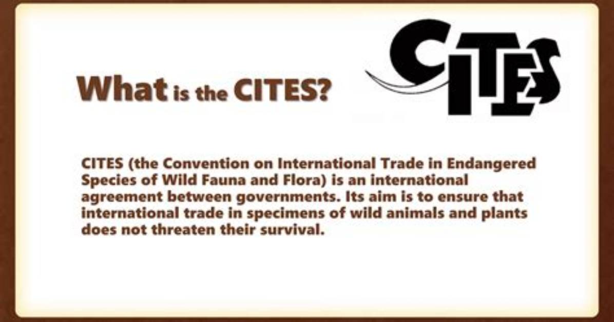 Is Cites a Law?