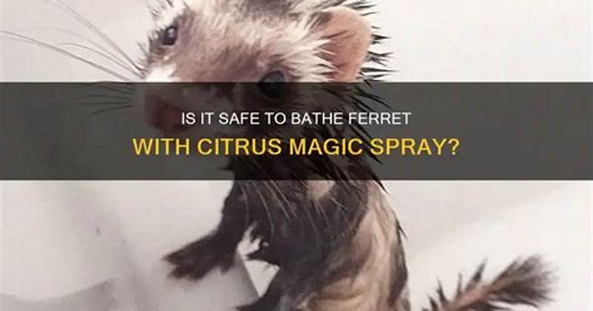 Is Citrus Magic Safe