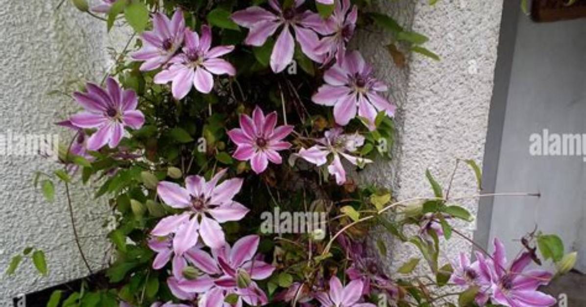 Is Clematis Evergreen or Deciduous