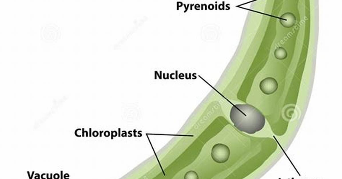 Is Closterium a Protist