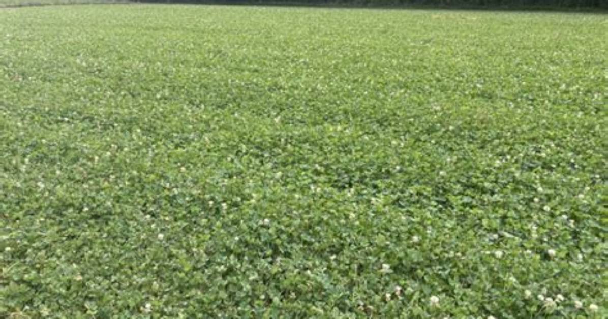 Is Clover a Good Food Plot