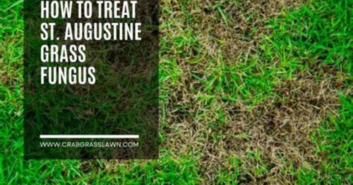 Is Clover Bad for St Augustine Grass