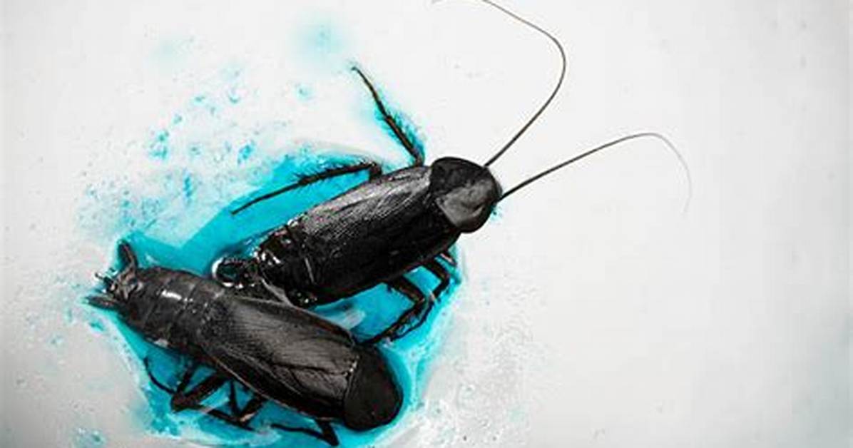 Is Cockroach Blood Blue?