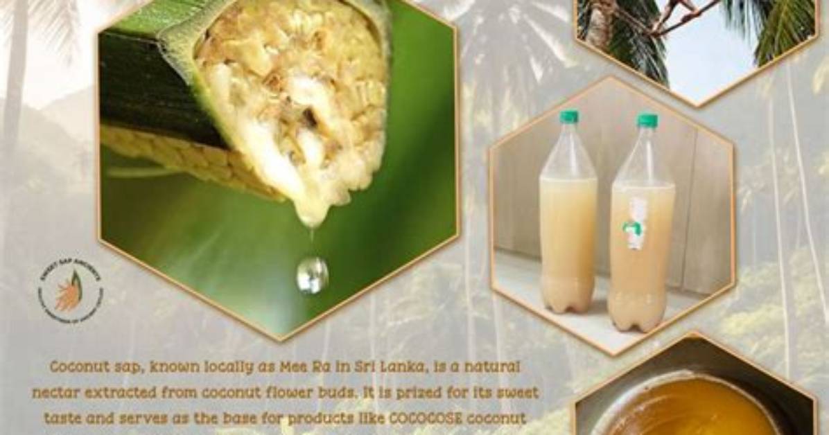 Is Coconut Sap Healthy? | Contextresponse. Com