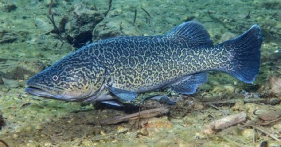 Is Cod a Freshwater Fish