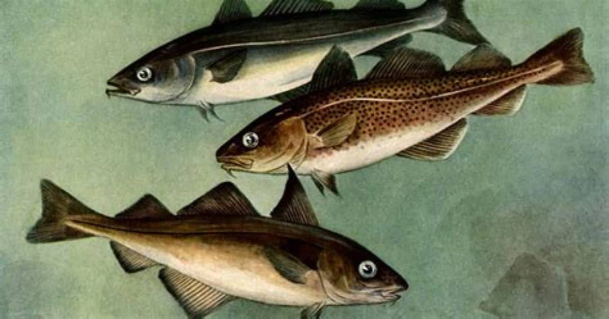 Is Cod and Scrod the Same