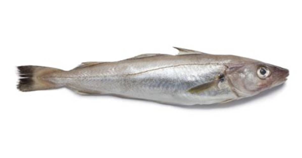 Is Cod Fish Whiting Fish