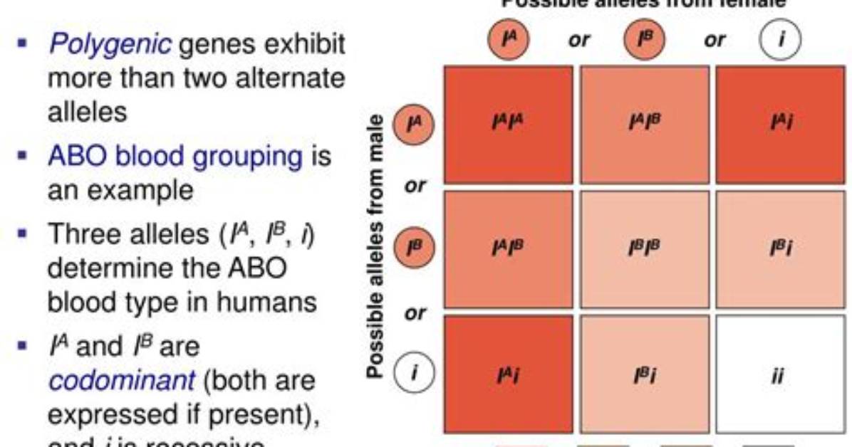 Is Codominance Polygenic? | Contextresponse. Com