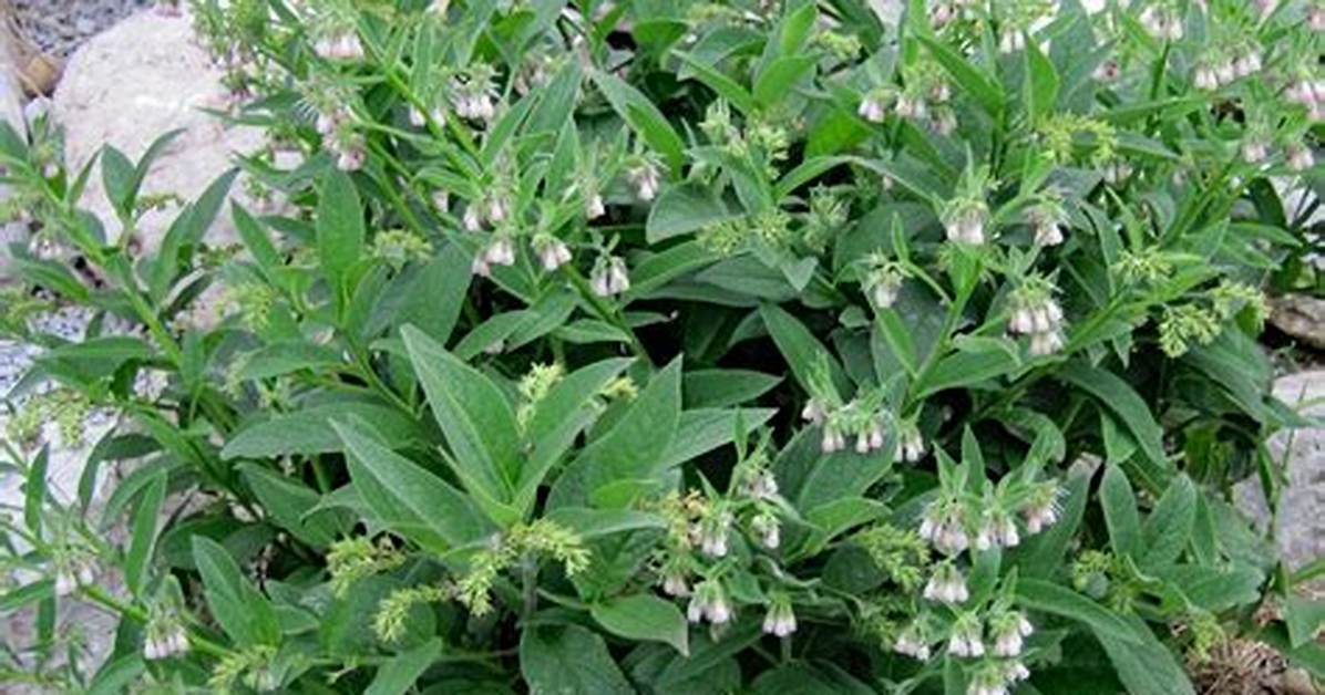 Is Comfrey Safe for Humans