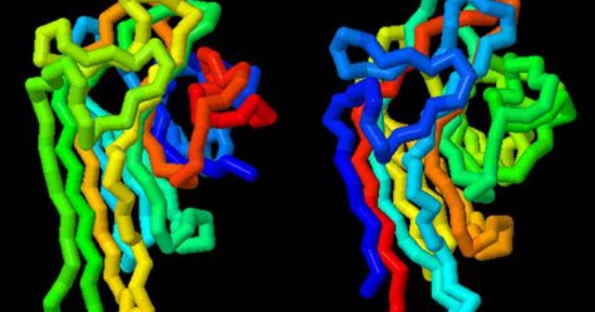 Is Concanavalin a a Lectin?