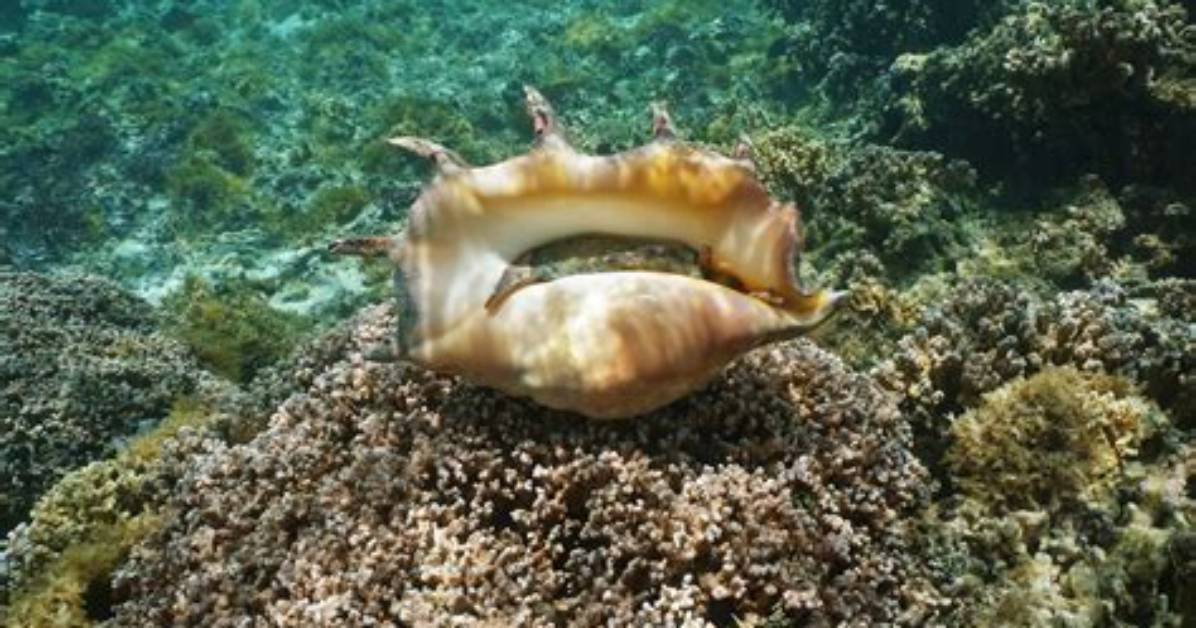 Is Conch High in Cholesterol?