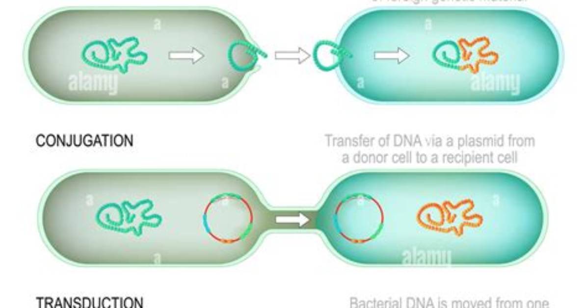Is Conjugation Horizontal Gene Transfer?