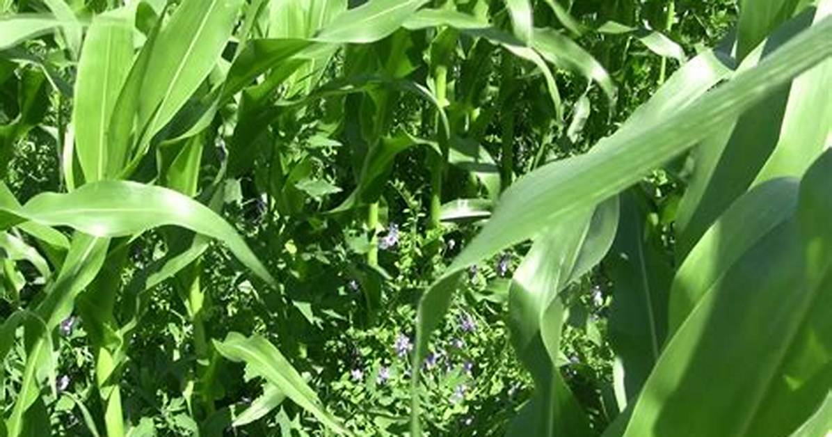 Is Corn a Perennial