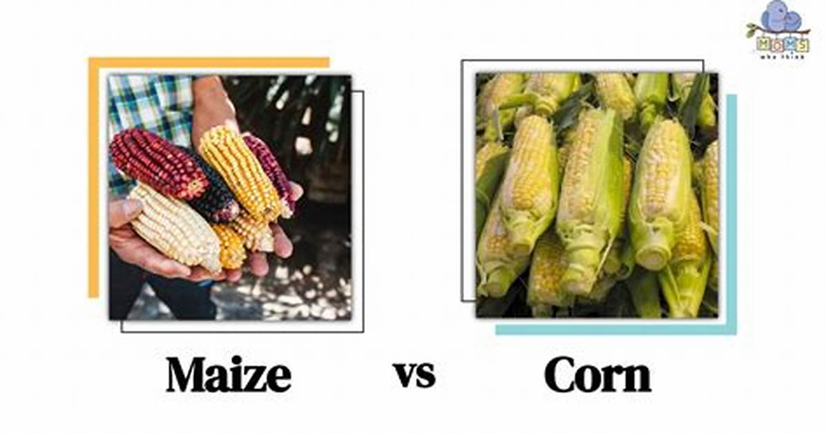 Is Corn and Maize the Same