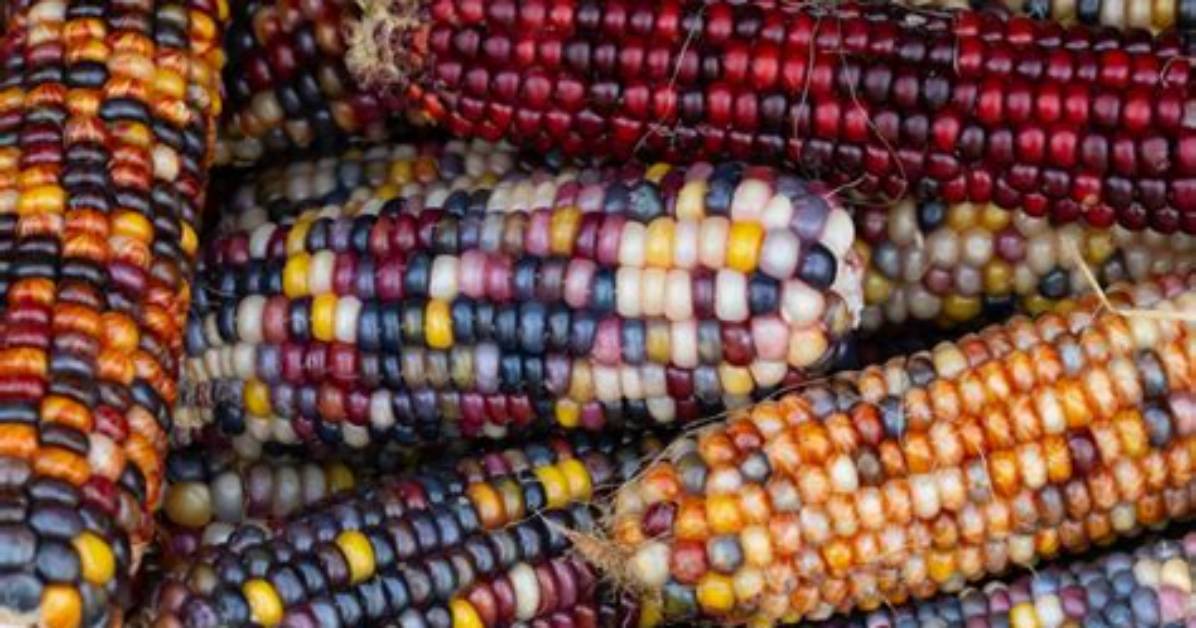Is Corn Native to India
