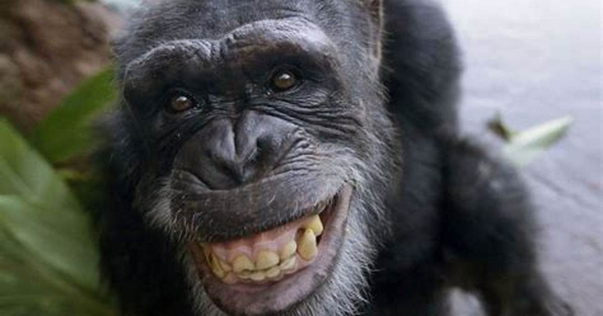 Is Covishield Made from Chimpanzee?