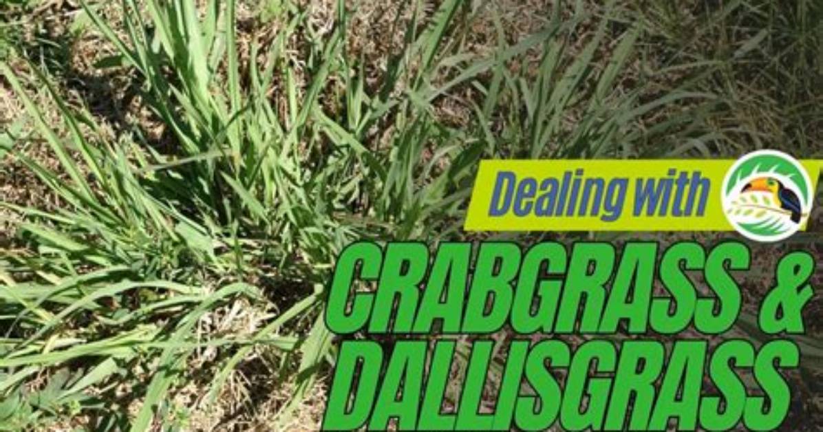 Is Crabgrass and Dallisgrass the Same