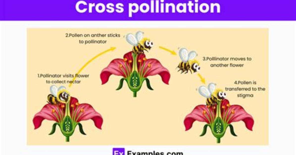 Is Cross-Fertilization Asexual?